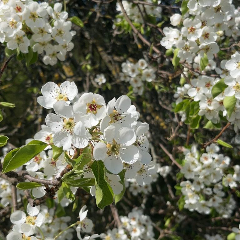 Knuspriges Backhendl Knuspriges Backhendl mit Beilagen aus Kartoffelsalat und Kräutersauce.